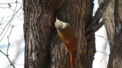 Lepidocolaptes souleyetii