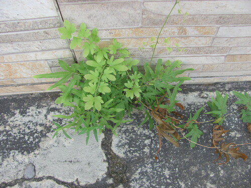 Lygodium venustum, photograph 2
