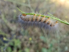 Estigmene acrea
