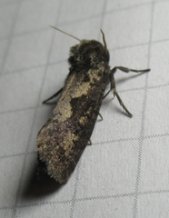 Acrolophus propinqua