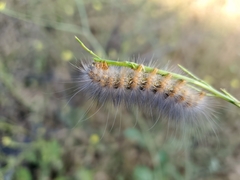 Estigmene acrea