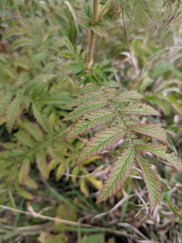 Agrimonia parviflora, photograph 2