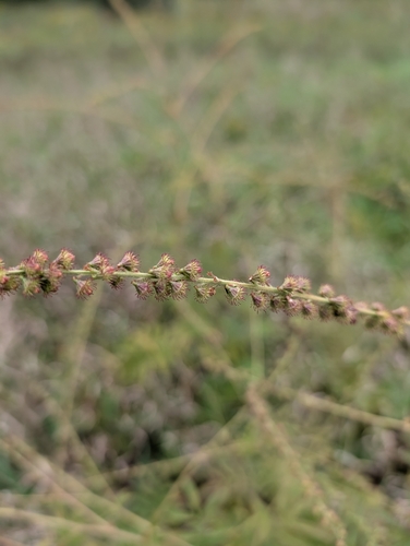 Agrimonia parviflora, photograph 3