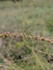 Agrimonia parviflora, photograph (c) Bryan Rennick, some rights reserved (CC BY)