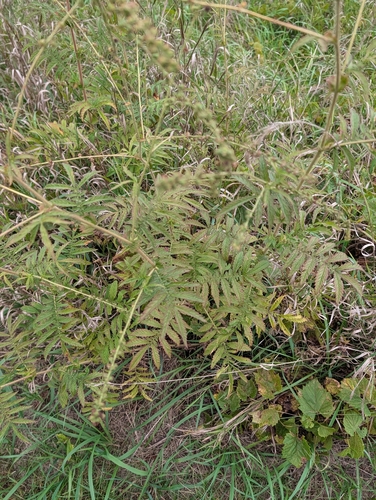 Agrimonia parviflora, photograph 4