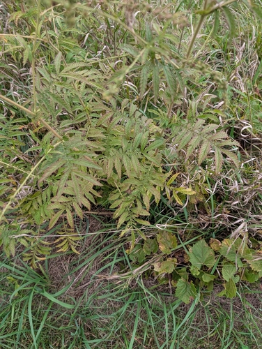 Agrimonia parviflora, photograph 5