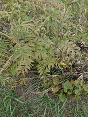 Agrimonia parviflora, photograph (c) Bryan Rennick, some rights reserved (CC BY)