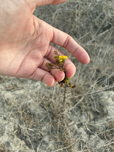 Deinandra fasciculata, photograph 1