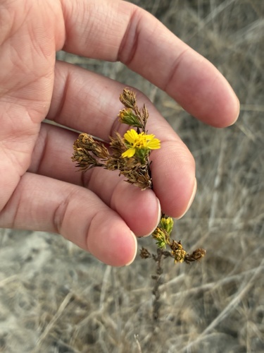 Deinandra fasciculata, photograph 2