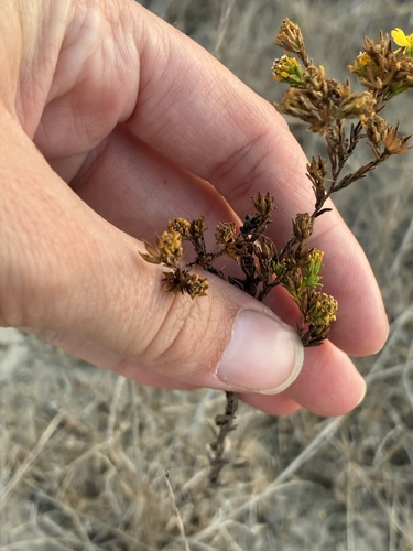 Deinandra fasciculata, photograph 4