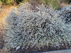 Salvia
