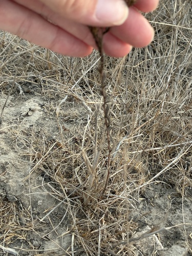 Deinandra fasciculata, photograph 5