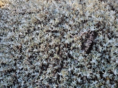 Salvia