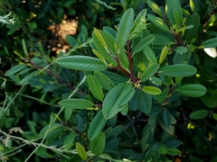 Frangula californica