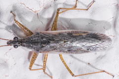 Nabis alternatus