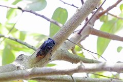 Cryptotympana mandarina