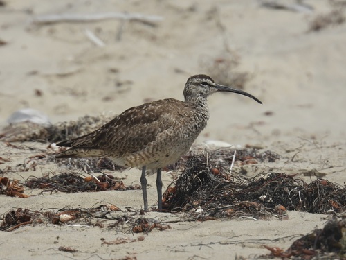 iNaturalist observation photo of Hudsonian Whimbrel
