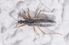 Nabis alternatus