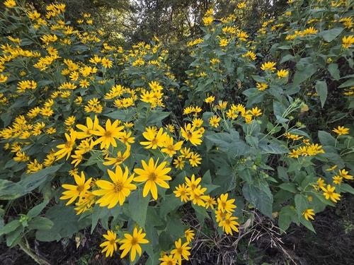 Jerusalem artichoke
