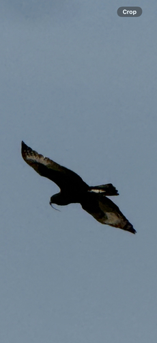 Long-crested Eagle