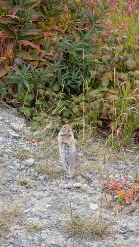 Arctic Ground Squirrel observed by spicant