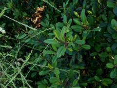 Frangula californica