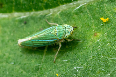 Graphocephala cythura