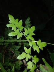 Lygodium japonicum, photograph (c) xanderferret, some rights reserved (CC BY)