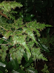 Lygodium japonicum, photograph (c) xanderferret, some rights reserved (CC BY)