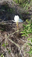 Zephyranthes drummondii