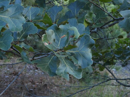 Quercus marilandica, photograph 5