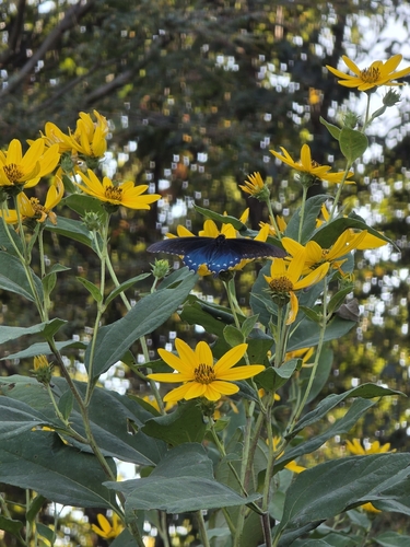 Pipevine Swallowtail