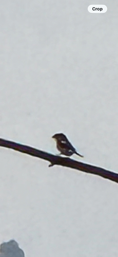 Northern Fiscal