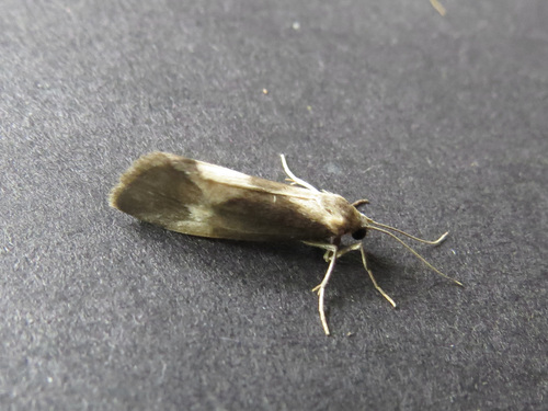 Cisthene faustinula photo 5