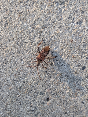 Western Conifer Seed Bug
