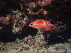 Sargocentron diadema