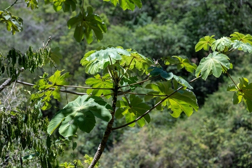 Cecropia peltata, photograph 5
