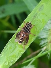 Eristalinus paria