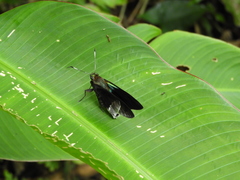 Telegonus alardus latia