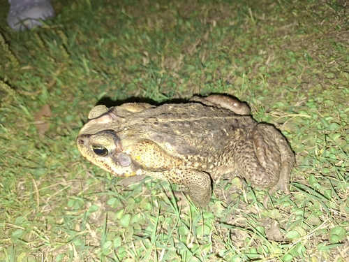 Cururu Toad
