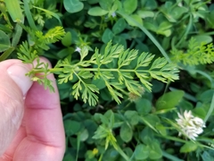 Torilis nodosa