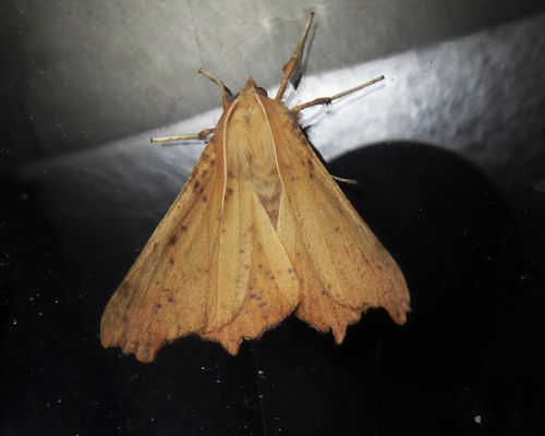 Maple Spanworm Moth
