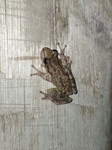 Lesser Snouted Tree Frog
