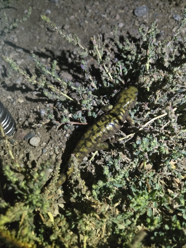 Western Tiger Salamander