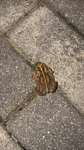 American Toad