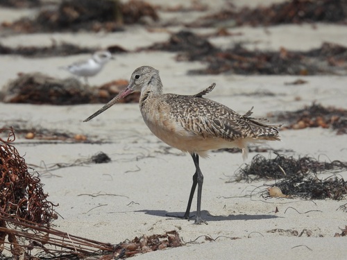 iNaturalist observation photo of Marbled Godwit