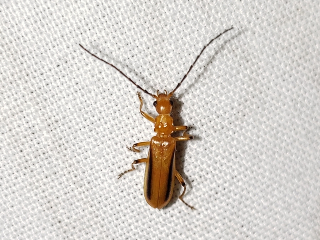 Rhagonycha longula