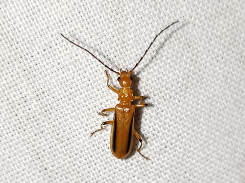 Rhagonycha longula