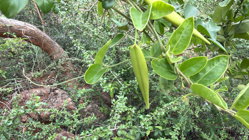 Vincetoxicum indicum, 2026-09-19