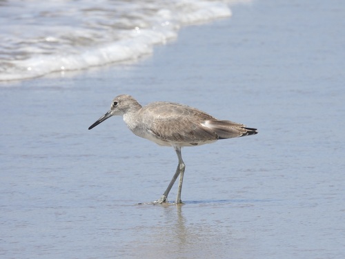 iNaturalist observation photo of Willet